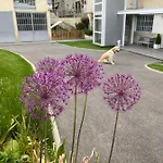 Chez Helene 3 Etoiles, Labellise Disabled Pmr,pour 4 Personnes Chiens Bienvenus-pet Friendly Bourg-Madame