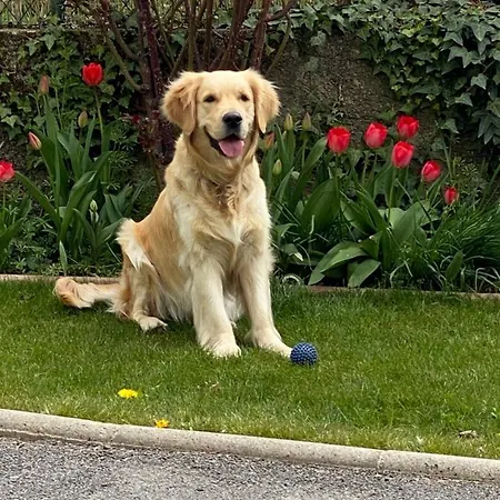 Chez Helene 3 Etoiles, Labellise Disabled Pmr,pour 4 Personnes Chiens Bienvenus-pet Friendly Bourg-Madame