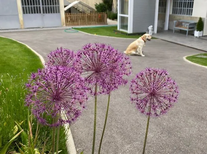 Chez Hélène 3 étoiles, Labellisé Disabled Pmr,pour 4 Personnes Chiens Bienvenus-pet Friendly Bourg-Madame
