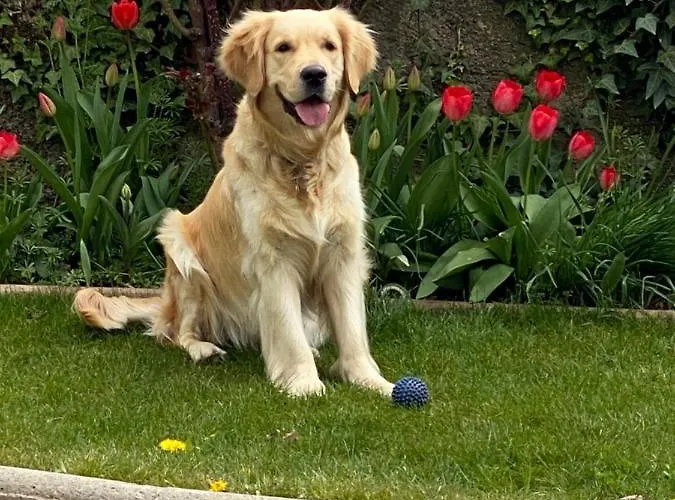 Chez Hélène 3 étoiles, Labellisé Disabled Pmr,pour 4 Personnes Chiens Bienvenus-pet Friendly Bourg-Madame